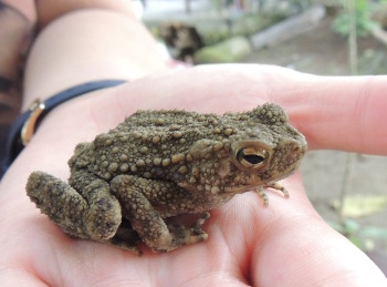 River Toad2