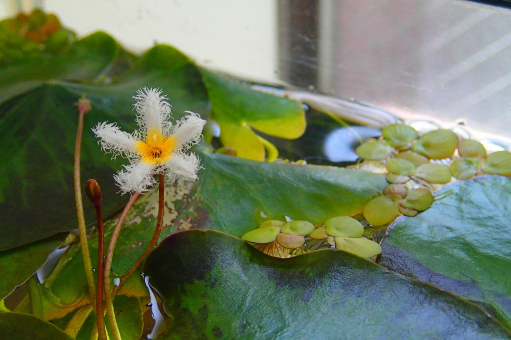 ガガブタ 開花しました Tce東京環境工科専門学校