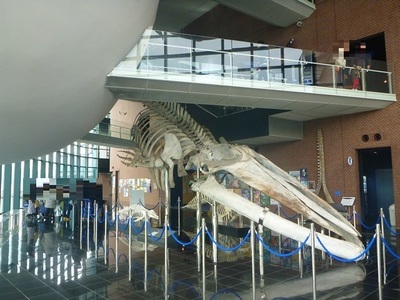シロナガスクジラ.jpg