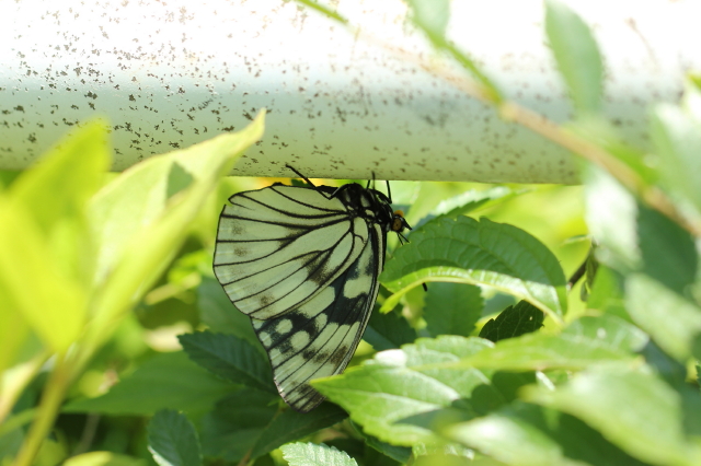 春型のゴマダラチョウ。アカボシゴマダラじゃないよね？ | TCE
