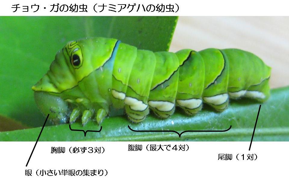 ハバチとチョウの幼虫の区別 Tce東京環境工科専門学校